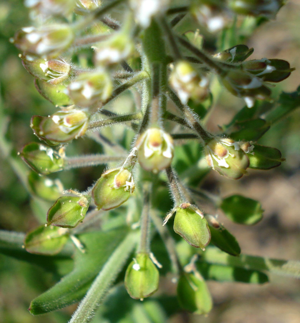Lepidium campestre2 W.jpg © Fornax