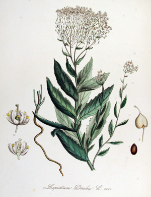 Lepidium draba — Flora Batava — Volume v14.jpg © Commons
