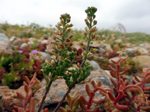 LEPIDIUM HIRTUM - SÒBOL - IB-795 (Morritort).jpg © Isidre blanc