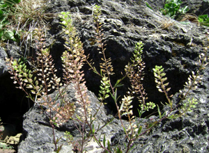 Lepidium virginicum, old.jpg © Tauʻolunga