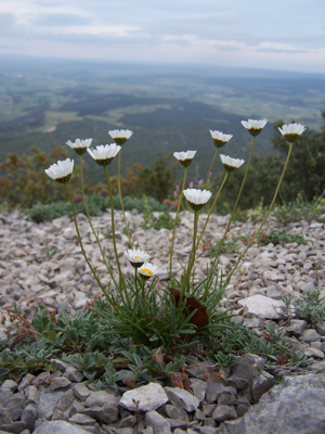 Leucanthemum graminifolium 1.JPG © Kamil Konowalik