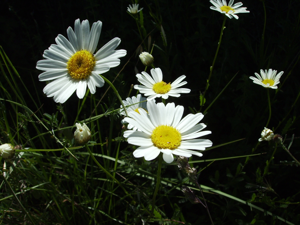 Leucanthemum vulgare15.06.07.JPG © Victor M. Vicente Selvas