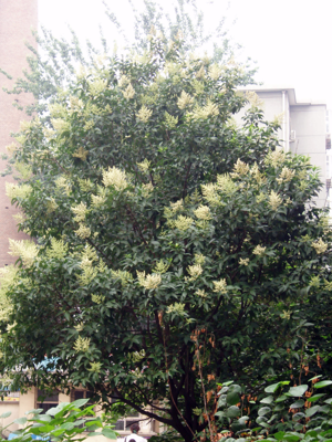 FloweringLigustrumLucidumTree.jpg © Taken by Fanghong