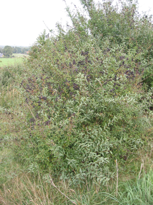 Wilde liguster (Ligustrum vulgare).jpg © Rasbak