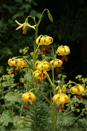 0 Lilium pyrenaicum - Samoëns 1.JPG © Jean-Pol GRANDMONT