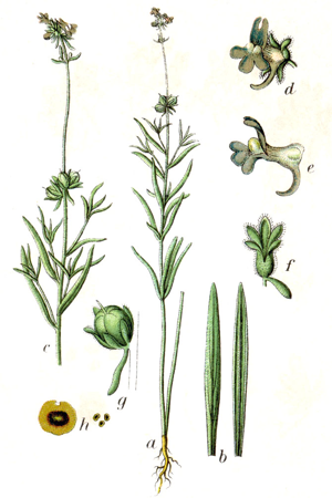 Linaria arvensis Sturm25.jpg © Johann Georg Sturm (Painter: Jacob Sturm)