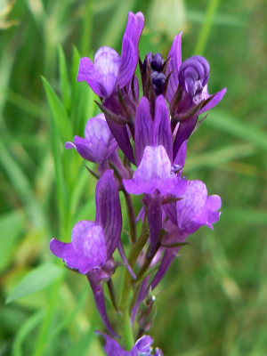Linaria pelisseriana 002.JPG © Johan N
