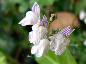 Linaria repens 001.jpg © Johan N