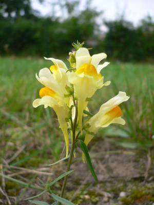 Linaria vulgaris 20050825 976.jpg © Georg Slickers