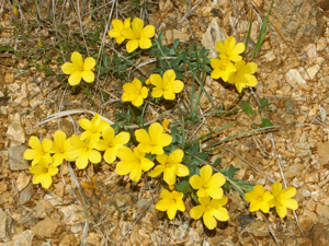 Linaceae - Linum campanulatum-3.JPG © Hectonichus