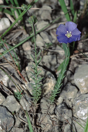 Linum leonii1 eF.jpg © Commons