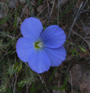 Linum narbonense Mallola.JPG © Victor M. Vicente Selvas