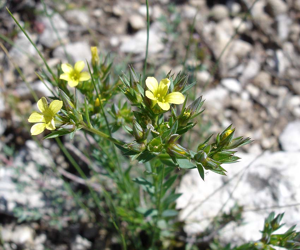 Linum strictum01.jpg © Commons