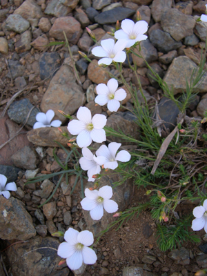 Linum tenuifolium.JPG © Commons
