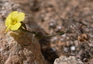 Linum trigynum Dingli Cliffs Malta 04.jpg © Denis Barthel (talk)