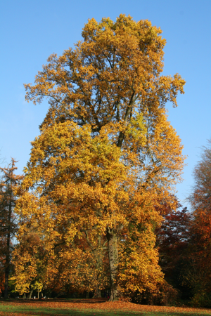 Liriodendron tulipifera JPG5a.jpg © Jean-Pol GRANDMONT
