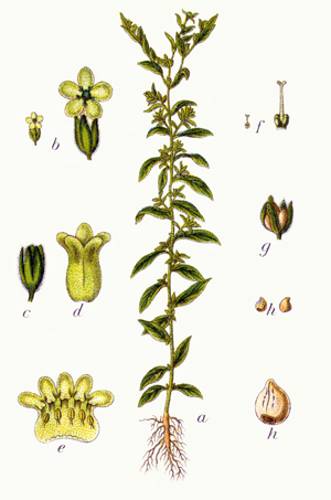 Lithospermum officinale Sturm13.jpg © Johann Georg Sturm (Painter: Jacob Sturm)