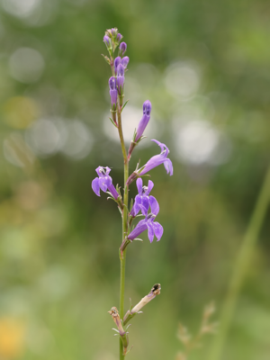 Lobelia urens (spike).jpg © Hans Hillewaert