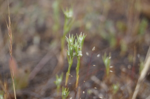 Logfia gallica 3 (14289082519).jpg © Pato Novoa from Valparaíso, Chile