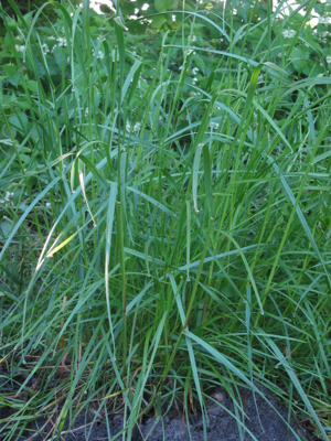 Lolium perenne Engels raaigras doorschietend.jpg © Rasbak