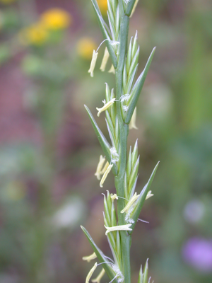 Lolium rigidum 1.JPG © Gideon Pisanty (Gidip) גדעון פיזנטי
