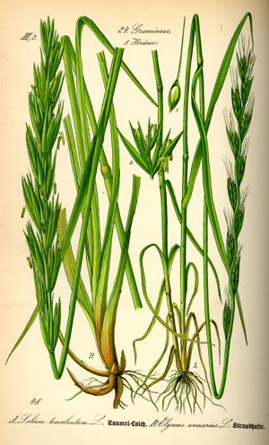 Illustration Leymus arenarius and Lolium temulentum0.jpg © Commons