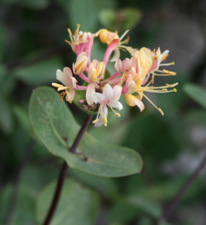 Lonicera etrusca 1.jpg © Franz Xaver