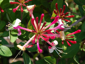 Lonicera periclymenum Luc Viatour.JPG © Luc Viatour