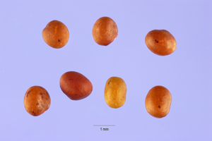 Lote4 001 lhp.jpg © Steve Hurst @ USDA-NRCS PLANTS Database