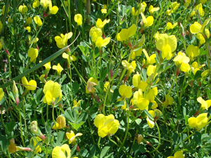 Lotus maritimus01.jpg © Commons