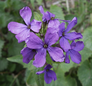 Lunaria annuaflors.JPG © Victor M. Vicente Selvas
