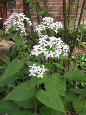 Vaste Judaspenning plant Lunaria rediviva.jpg © Rasbak