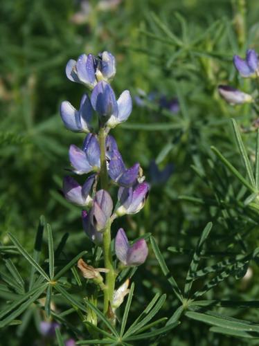 Lupinus angustifolius1.jpg &copy; Oyoyoy