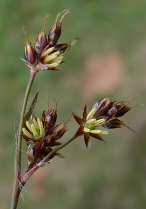 Luzula campestris IP0605002.jpg © Leo Michels User:Der Michels