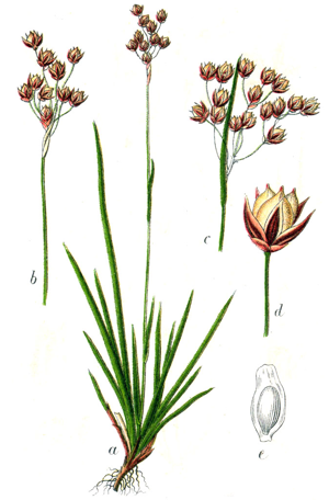 Luzula forsteri Sturm19.jpg © Johann Georg Sturm (Painter: Jacob Sturm)