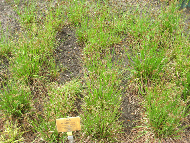 Luzula multiflora - Berlin Botanical Garden - IMG 8554.JPG &copy; Daderot