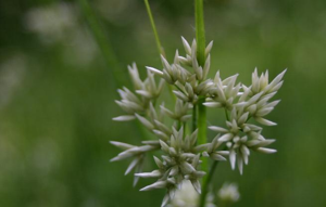 Luzula-nivea-flowers.JPG © Sten Porse
