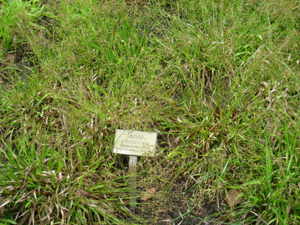 Luzula pilosa - Berlin Botanical Garden - IMG 8652.JPG © Daderot