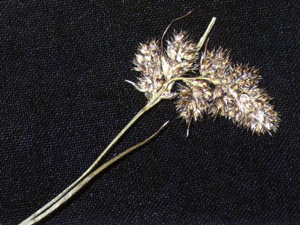 Luzula spicata NRCS-1.jpg © Robert H. Mohlenbrock