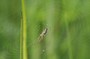Tetragnatha.extensa.web.jpg © James K. Lindsey