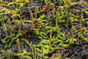 Lycopodiella inundata 002.jpg © Christian Fischer