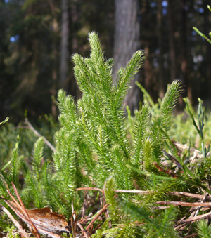 Lycopodium clavatum 151207.jpg © Bernd Haynold
