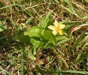 Yellow pimpernel.jpg © Commons