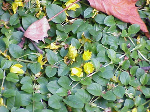 Lysimachia nummularia0.jpg © Kurt Stüber [1]