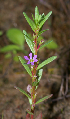 LythrumHyssopifolia2.jpg © Christian Fischer