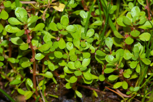 LythrumPortula.jpg © Christian Fischer