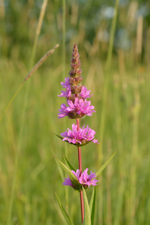 Lythrum salicaria - harilik kukesaba.jpg © Ivar Leidus