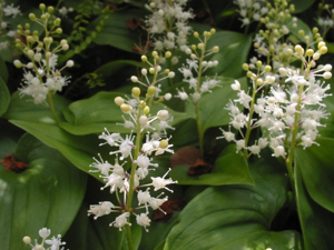 Maianthemum bifolium.jpg © Bouba at French Wikipedia