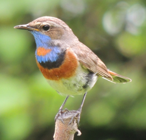 Luscinia svecica volgae.jpg © Bogomolov.PL