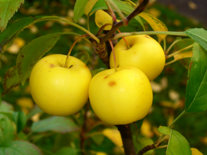 Malus sylvestris 005.JPG © H. Zell